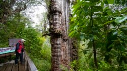 Pema "më e vjetër" në botë që mban sekretet e planetit