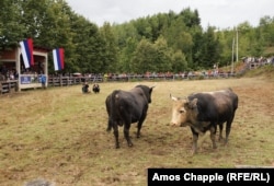 Two bulls photographed moments before clashing.