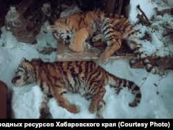 Четырехмесячные тигрята, погибшие от голода и холода под крыльцом жилого дома в поселке Шумный Хабаровского края. Декабрь 2021 года