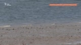 Без води та під обстрілами: які наслідки знищення Каховської ГЕС для Нікопольщини? (відео)