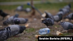 Një shishe plastike e hedhur në tokë mes një tufe pëllumbash që po ushqehen, Prishtinë, shkurt 2024.
