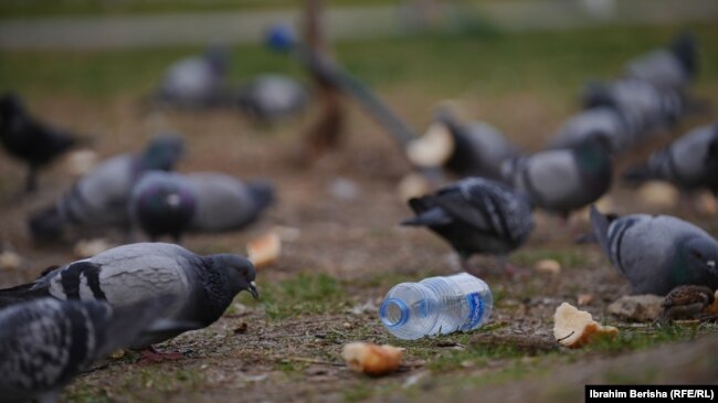 Një shishe plastike e hedhur në tokë mes një tufe pëllumbash që po ushqehen, Prishtinë, shkurt 2024.