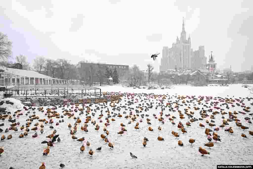 Ducks gather on a frozen pond at the Moscow Zoo.