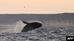 Delfin u vodama južnog Atlantika kod obale Argentine, 5. oktobar 2022.