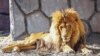 عکس مربوط به آخرین ماه‌های زندگی ریشا، شیر نر باغ وحش مشهد است