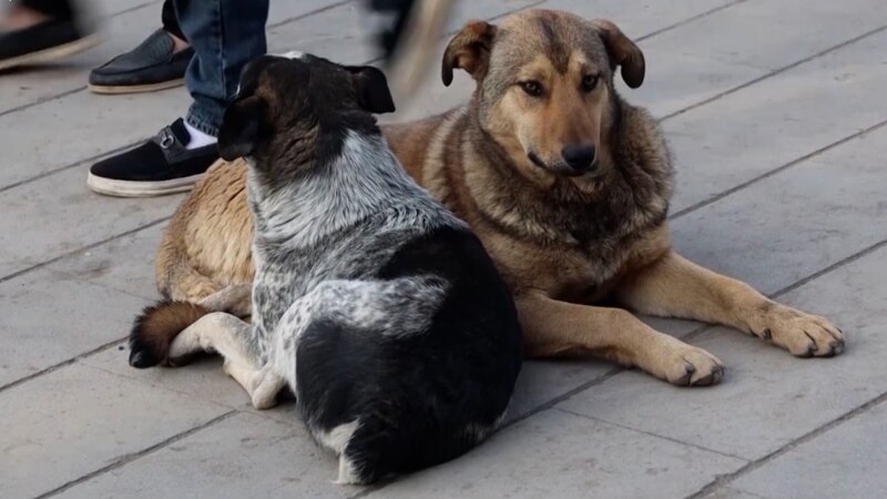 В Астрахани неизвестные попытались освободить собак из приюта, где их собирались усыпить 