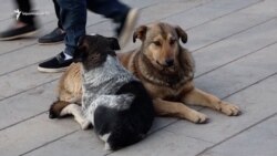 «Գոմանոց են բերում-բրախում բառի բուն իմաստով». թափառող շների հարցը Գյումրիում չի լուծվում