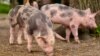 Afrička kuga svinja prvi put se u Srbiji pojavila 2019. 