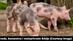 Afrička kuga svinja prvi put se u Srbiji pojavila 2019. 