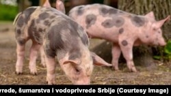 Farma svinja u Srbiji (ilustrativna fotografija)