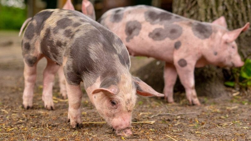 U Srbiji od početka epidemije afričke kuge eutanaziranо više od 78.000 svinja