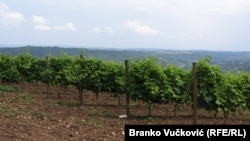 Jedan od vinograda u Srbiji (foto arhiv)