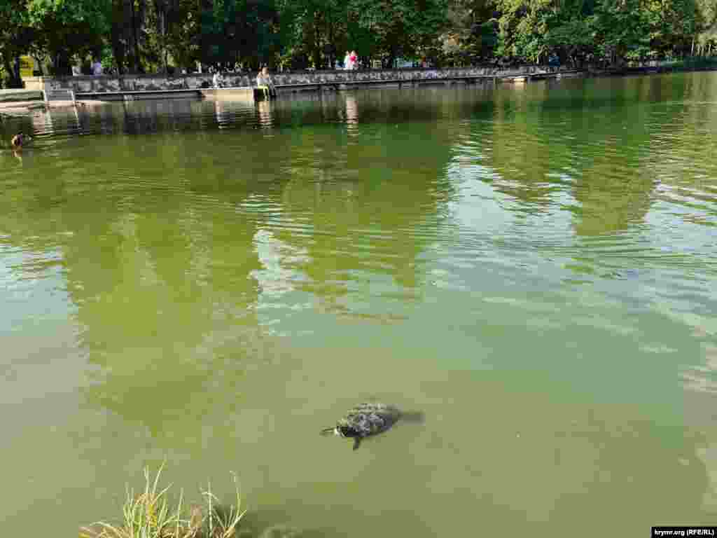 Черепахи прекрасные пловцы. Они уверенно чувствуют себя в водах пруда Гагаринского парка
