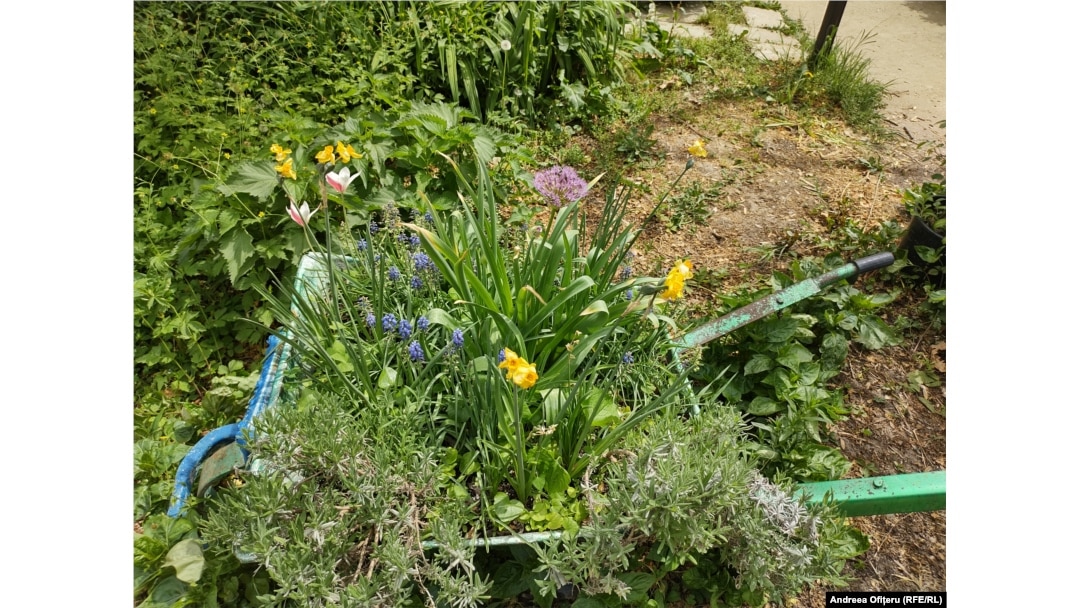 Plantele medicinale precum cimbrișorul și lămâița pot fi puse și ele în grădină.