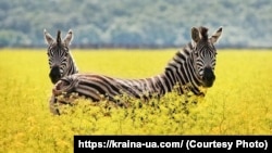 Зебры в заповеднике «Аскания-Нова». Украина, архивное фото