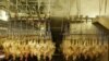 دفتر بازرسی و نظارت جهاد کشاورزی فروش هر کیلو مرغ در ایران به قیمت صدهزار تومان را تایید و آن را «گران‌فروشی» خوانده است