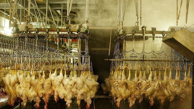 دولت ایران واردات «مرغ احتمالا آلوده به رادیواکتیو» از بلاروس را تکذیب کرد