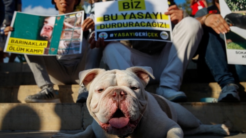 Turska usvojila zakon o uklanjanju pasa lutalica sa ulica, opozicija se protivi
