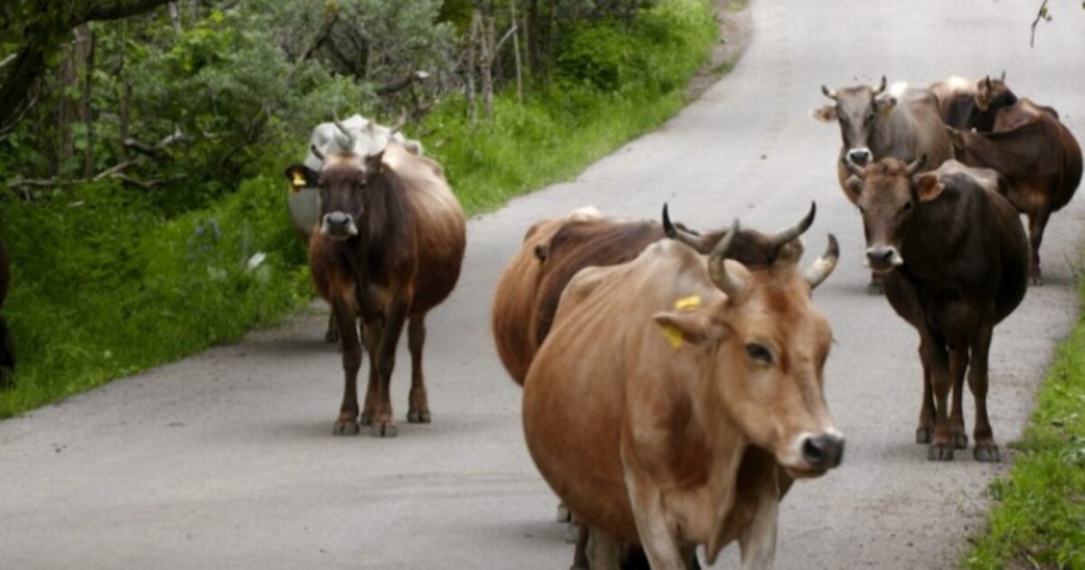 ქობულეთის მუნიციპალიტეტში ჯილეხის შემთხვევა გამოვლინდა
