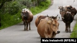 საილუსტრაციო ფოტო