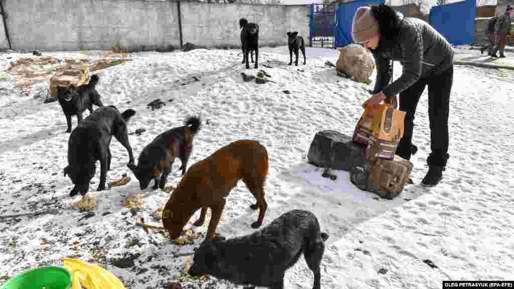 Julia, egy állatmentő önkéntes, hajléktalan kutyákat etet a kelet-ukrajnai Donyeck régióban található Druskivka piacán február 16-án.&nbsp; Az orosz invázió nemcsak hatalmas humanitárius válságot idézett elő, hanem több százezer kóborállatot is eredményezett, mivel a gazdáknak el kellett menekülniük.