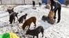 Yulia, an animal rescue volunteer, feeds homeless dogs at the market in Druzhkivka, in the Donetsk region of eastern Ukraine, on February 16.&nbsp;The Russian invasion has not only triggered a massive humanitarian crisis; it has also left hundreds of thousands of pets abandoned by owners who fled to seek safety.
<div>&nbsp;</div>
