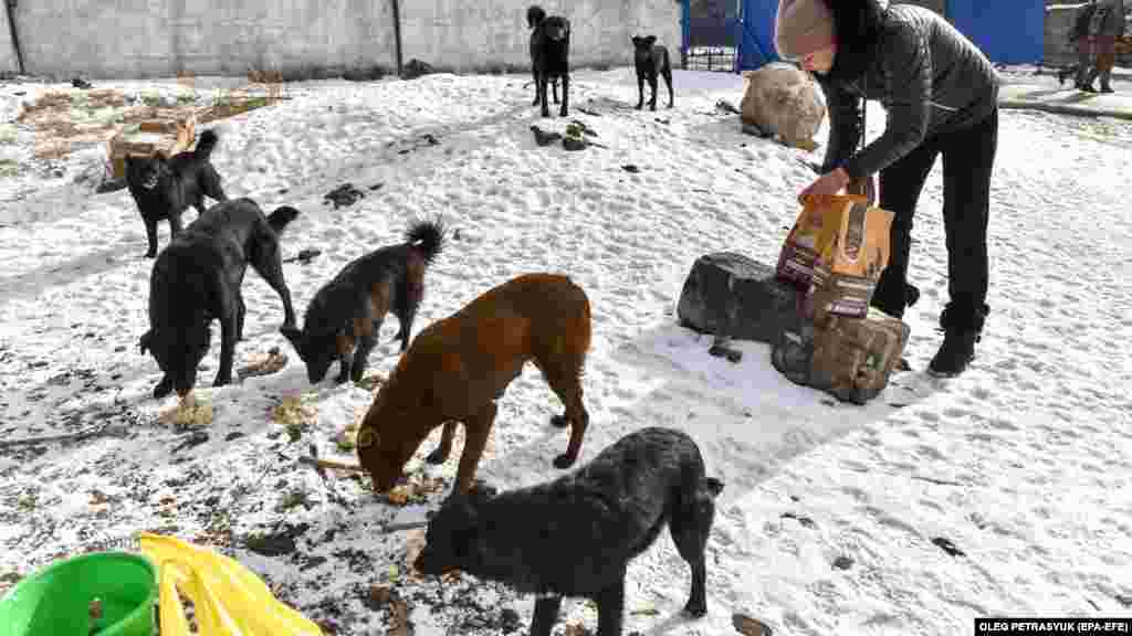 Julija, volonterka za spasavanje životinja, 16. februara hrani pse bez vlasnika na pijaci u Družkovki, u Donjeckoj oblasti u istočnoj Ukrajini. Ruska invazija nije samo izazvala ogromnu humanitarnu krizu; stotine hiljada kućnih ljubimaca napustili su vlasnici bežeći od ratnih razaranja. &nbsp;