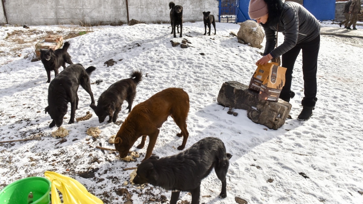 Ukrainian Volunteers Risk Their Lives Caring For Abandoned Pets Amid ...