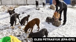 Ukrán önkéntesek gondozzák az elhagyott háziállatokat az orosz lövedékek árnyékában