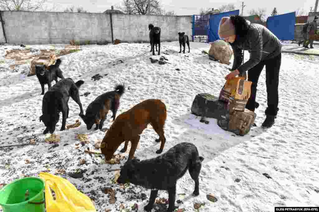 Iulia, voluntara unei organizații de protecție a animalelor, hrănește câini fără adăpost la piața din Druzhkivka, în regiunea Donețk din estul Ucrainei, pe 16 februarie.&nbsp;Invazia rusă nu numai că a declanșat o criză umanitară masivă; a lăsat, de asemenea, sute de mii de animale de companie abandonate de proprietarii care au fugit să caute siguranță. &nbsp; 