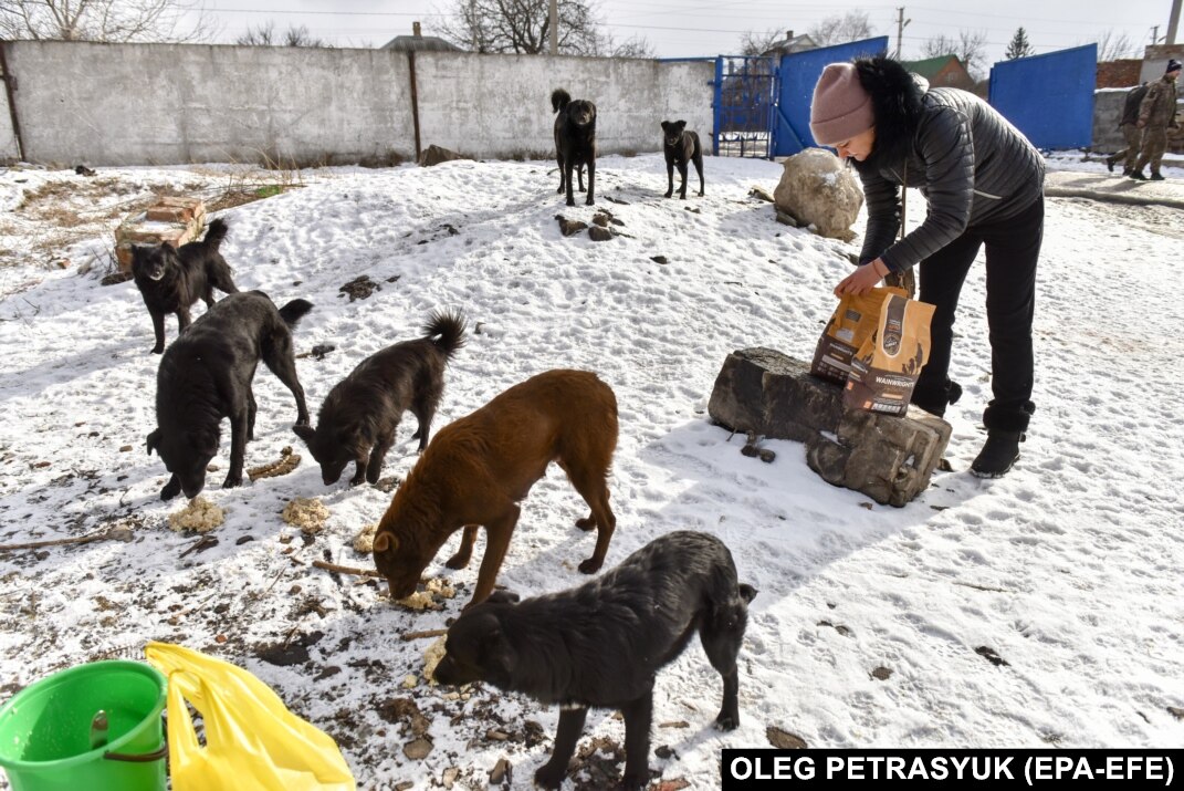 Rescue abandoned hot sale dogs