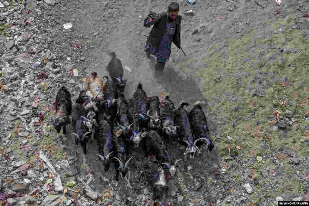 A goat herder moves his livestock toward a market on the outskirts of Kabul in preparation for Eid al-Adha. &ldquo;The prices are high this year, people are jobless, people are poor and needy,&rdquo; said Mohammad Saber, an animal seller interviewed by AP. &nbsp;