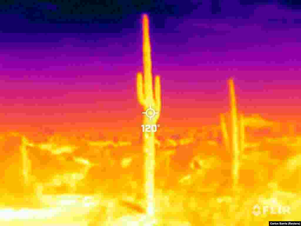 Arizona állam jelképe hőkamerás felvételen. A július 26-án 09:50-kor készült képen 48 Celsius-fokot mértek.&nbsp;A rekordmagas hőmérsékletet még ezek a növények sem tűrik jól. A botanikus kert munkatársai arról számolnak be, hogy teljesen egészségesnek tűnő kaktuszok picit puhulni kezdenek, majd hirtelen összeesnek, mert a hő okozta stressz miatt belülről kifelé rothadnak