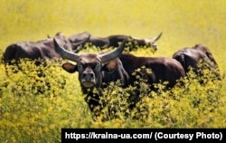 Животные в заповеднике. Украина, архивное фото