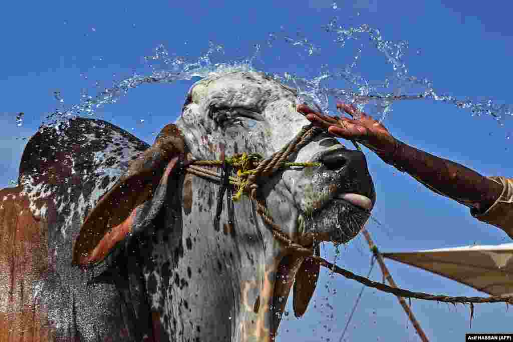 A livestock vendor gives a bath to a bull at a cattle market ahead of the Muslim festival of Eid al-Adha on the outskirts of Karachi.&nbsp;