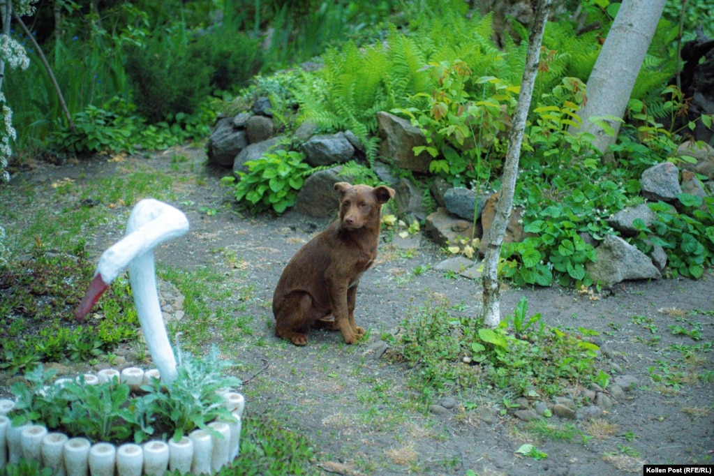 One of several dogs Natasha feeds when they show up at her front gate
