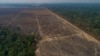 در دوران ریاست‌جمهوری ژائیر بولسونارو، وسعت تخریب جنگل­‌های آمازون به بالاترین ميزان طی پانزده سال گذشته رسیده بود