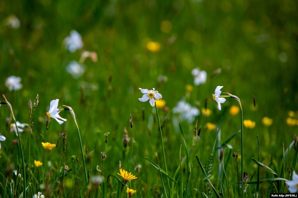 Varësisht nga moti, lulet e narcisit lulëzojnë çdo vit nga 20 deri më 30 maj. &nbsp;