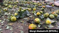 სეტყვის შედეგები კახეთში