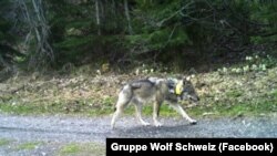 A farkas, amely eljutott Svájcból Magyarországra