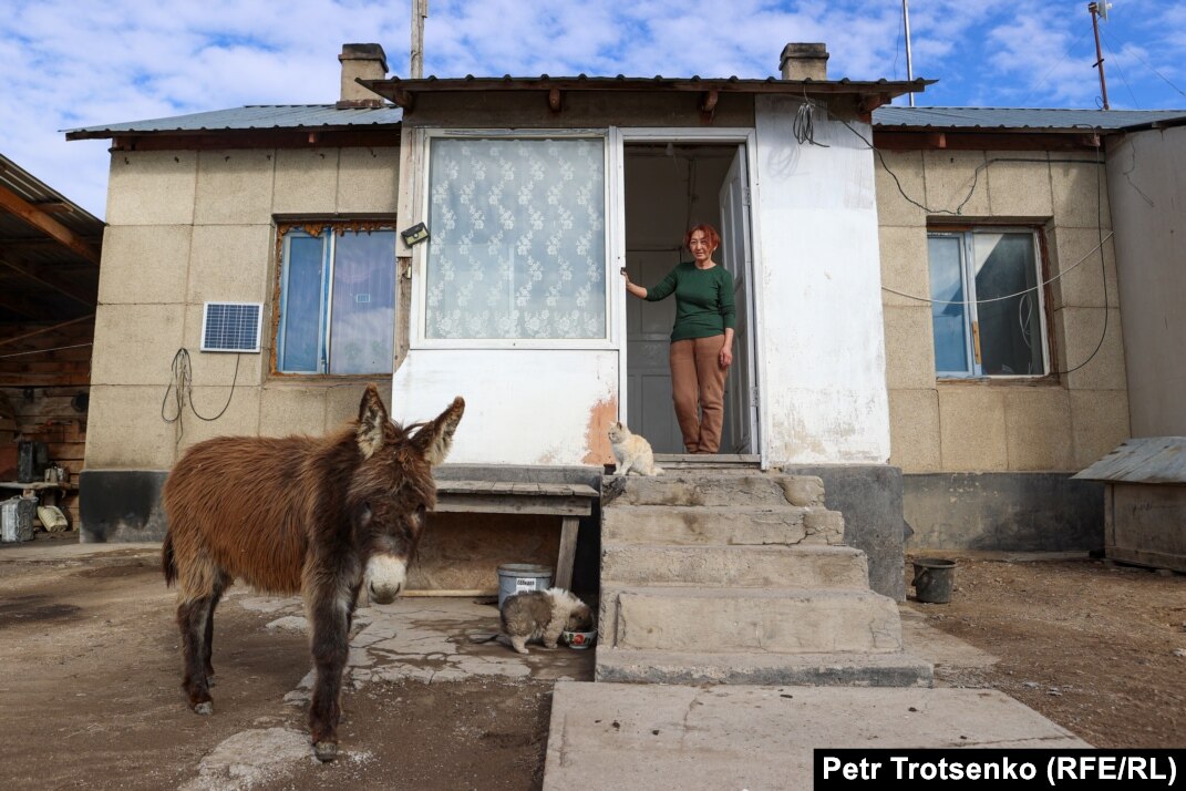 Үлкен ескі есек фотосы