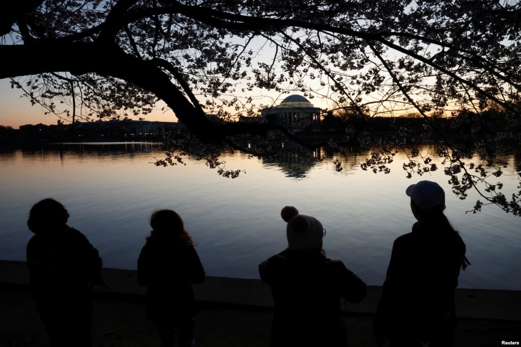 Njerëzit duke pritur lindjen e diellit mes luleve të qershisënë Uashington, SHBA.