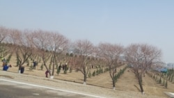 Diňle: Ekinleri sowuk urýar, zyýany daýhanlar çekýär