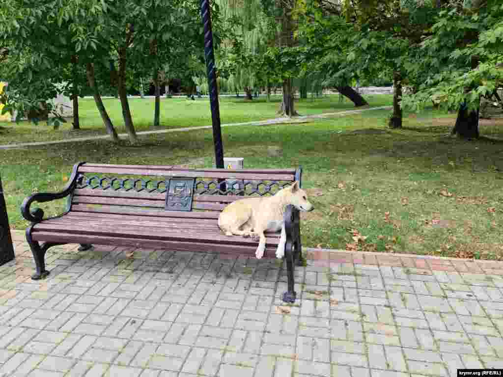 Местные собаки не считают себя бездомными, так как парк для них стал родным домом, где их подкармливают и не обижают. Собаки мирно уживаются со своими пернатыми соседями