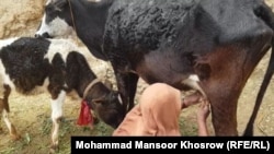 تصویر آرشیف: یک بانو در حال دوشیدن گاو 