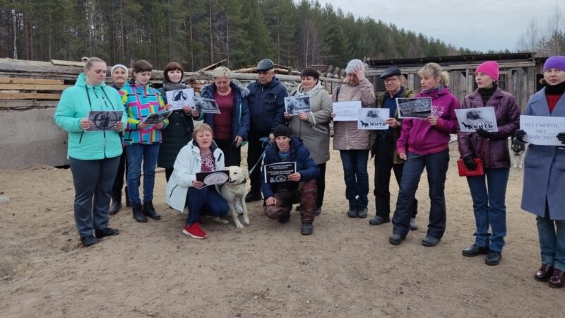 Активисты из Карелии требуют от Путина не допустить легализации убийств животных