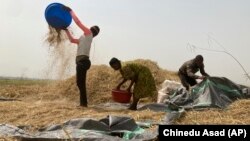 Nigerija, 2022. godine. Poljoprivrednici pokušavaju spasiti urod u mestu Agate nakon sukoba na severu države 