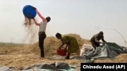 Porodica radi na farmi pirinča u selu Agatu na periferiji države Benue u severnoj centralnoj Nigeriji,
januar 2022. 