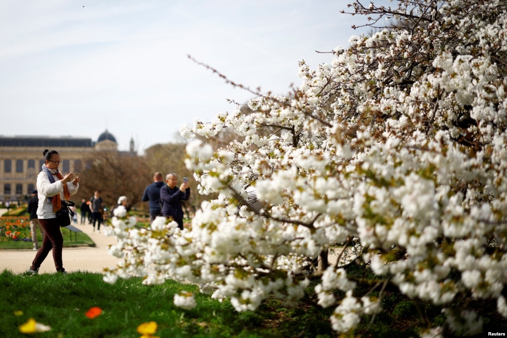 Njerëzit fotografojnë një pemë që ka lulëzuar në kopshtin botanik Jardin des Plantes, në ditën e parë të pranverës në Paris, Francë, 20 mars 2024.