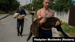 Затоплені та виснажені: волонтери рятують домашніх тварин після руйнування Каховської ГЕС